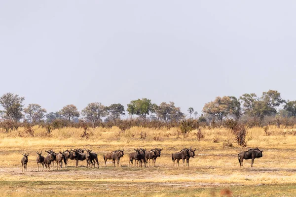 Telephoto Shot Herd Blue Wildebeest Connochaetes Taurinus Standing Okavango Delta — Stockfoto