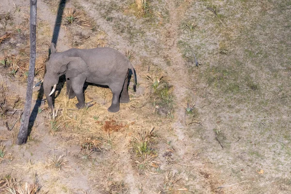Aerial Telephoto Shot African Elephant Standing Close Palm Tree Rub — Foto de Stock