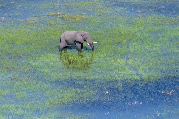 Foto Aérea Elefante Africano Loxodonta Africana Pastando Delta Del Okavango — Foto de Stock