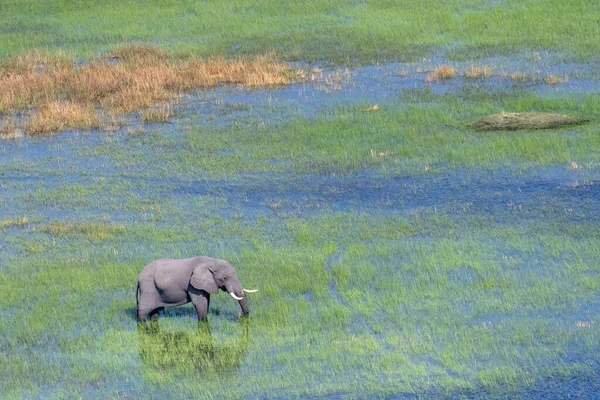Foto Aérea Elefante Africano Loxodonta Africana Pastando Delta Del Okavango — Foto de Stock