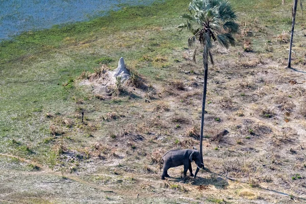 ヤシの木の近くに立っているアフリカ象の空中望遠鏡のショットは それに対して頭をこするしようとしています ボツワナのオカバンゴデルタ — ストック写真