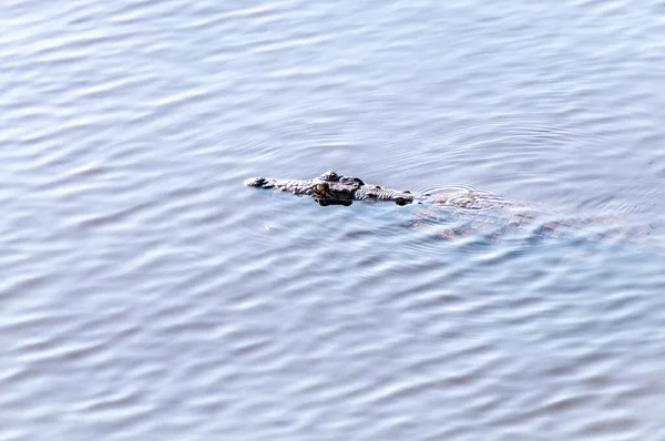 在博茨瓦纳乔贝河中漂浮着的一条线头鳄鱼 Crocodylus Niloticus 的Telephoto镜头 — 图库照片