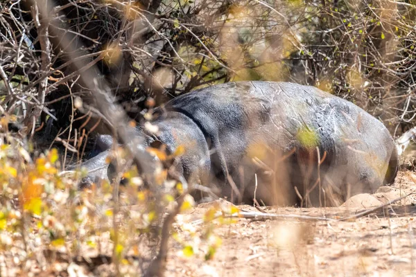 Fotografia Telefoto Hipopótamo Hipopótamo Anfíbio Descansando Lado Rio Chobe Parque — Fotografia de Stock