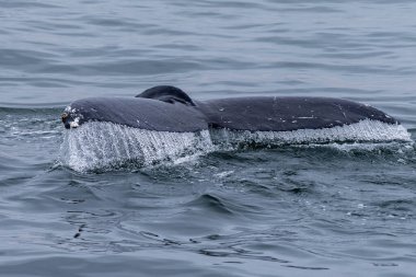 Walvis Bay, Namibya 'da yüzeye çıkan bir balinanın kuyruk yüzgeci.