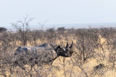 Siyah bir gergedan - Diceros bikornası - Namibya 'daki Etosha Ulusal Parkı' nın ovalarında gün batımında önlük yiyor..