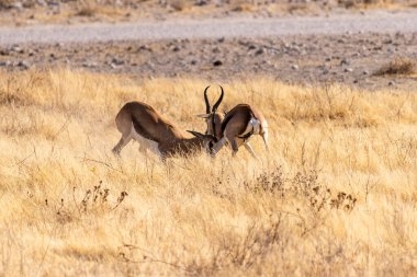 Telephoto shot of two Impalas - Aepyceros melampus- engaging in a head-to-head fight.