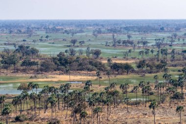 Botswana 'daki Okavango Deltası' nın hava görüntüsü. Helikopterden görüldüğü gibi..