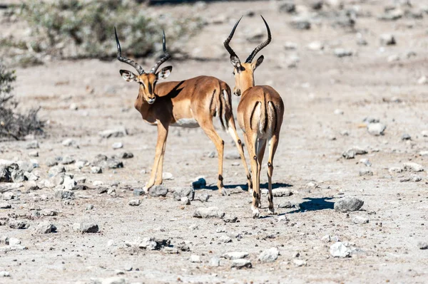 Két Impala Aepyceros Melampus Legeltetés Etosha Nemzeti Park Síkságain Namíbia — Stock Fotó