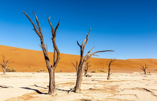 Landscape Shot Iconic Dead Trees Namibian Deadvlei Area — Stock Photo, Image