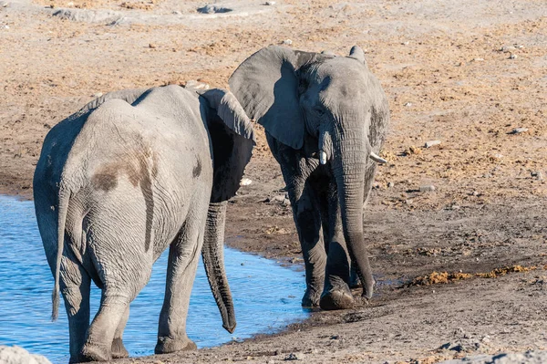 Zwei Männliche Afrikanische Elefanten Loxodonta Africana Fordern Sich Gegenseitig Zum — Stockfoto
