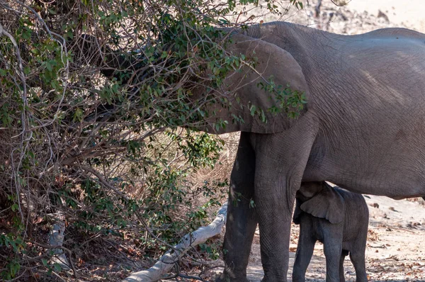 Primo Piano Una Madre Elefante Del Deserto Che Nutre Suo — Foto Stock