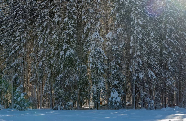 Подсвеченное Изображение Заснеженных Сосен Долине Йосемити Зимним Днем — стоковое фото