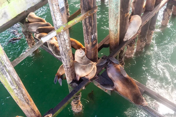 Eine Gruppe Seelöwen Ruht Auf Den Hölzernen Stützstrukturen Der Anlegestelle — Stockfoto