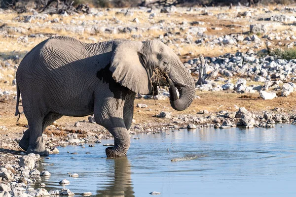 Telephoto Shot One African Elephant Loxodonta Africana Drinking Waterhole Etosha — Stock Fotó