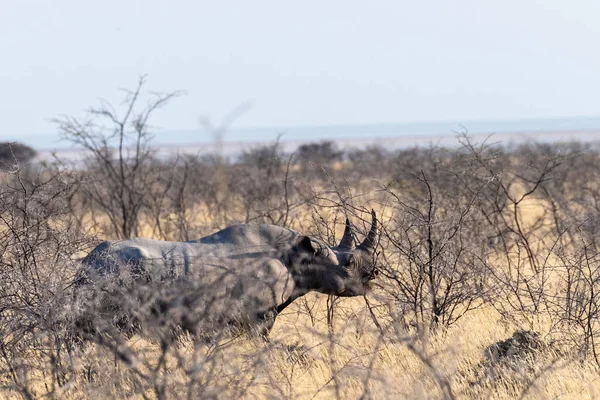 Rinoceronte Preto Diceros Bicornis Esfoliação Comer Nas Planícies Parque Nacional — Fotografia de Stock