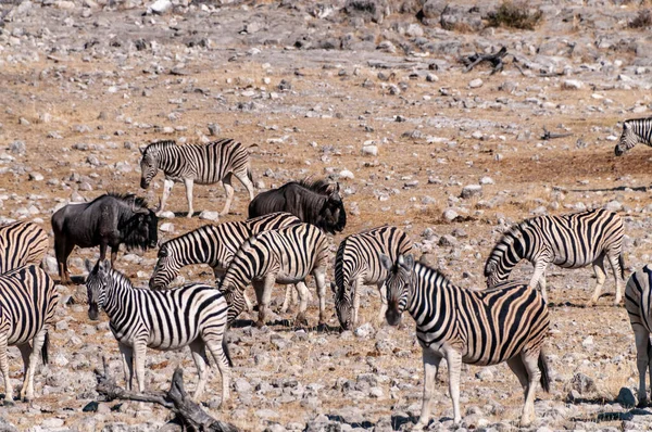 Grupo Burchells Plains Zebra Equus Quagga Burchelli Reunidos Cerca Abrevadero — Foto de Stock