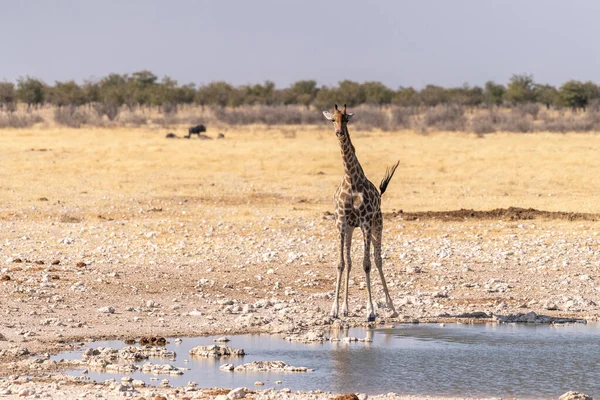 Girafas Angolanas Girafas Girafas Angolentas Bebendo Buraco Água Parque Nacional — Fotografia de Stock