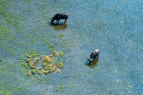 Arial Telefotó Felvétel Egy Afrikai Bölényről Syncerus Caffer Legeltetés Okavango — Stock Fotó