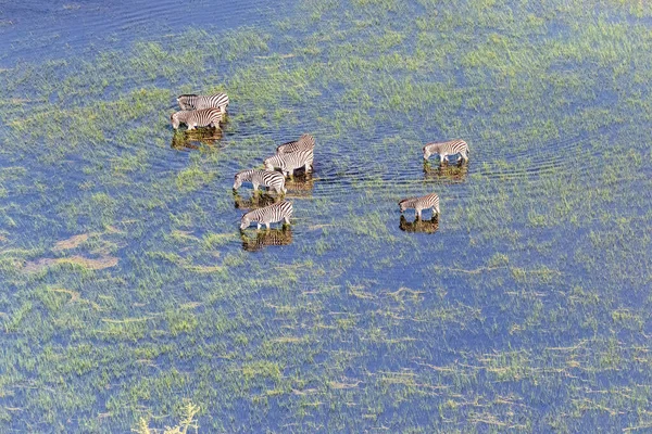 Aerial Shot Herd Zebras Grazing Okavango Delta Wetlands Botswana — kuvapankkivalokuva