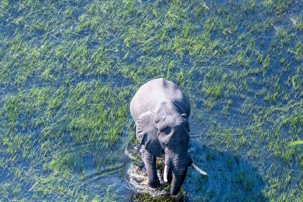 Telefoto Aéreo Elefante Africano Atravesando Las Aguas Poco Profundas Del — Foto de Stock
