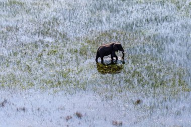 Botswana 'daki Okavango Deltası' nın sığ sularında yüzen bir Afrika filinin telefoto görüntüsü..