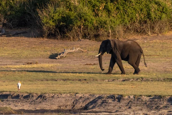 Telefoniczne Ujęcie Afrykańskiego Słonia Spacerującego Wzdłuż Brzegów Rzeki Chobe Botswana — Zdjęcie stockowe