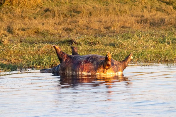 Närbild Död Flodhäst Som Ligger Vid Floden Chobe Botswana — Stockfoto