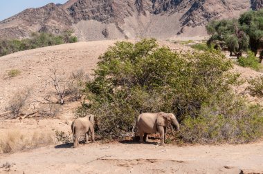 Kuzey Namibya 'da iki çöl filinin telefoto çekimi..