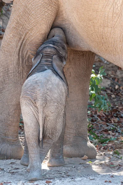 Gros Plan Une Mère Éléphant Désert Nourrissant Son Veau Dans — Photo