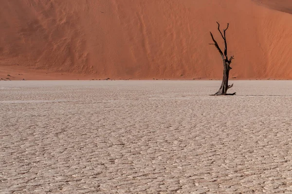 Landscape Shot Iconic Dead Trees Namibian Deadvlei Area — Foto de Stock