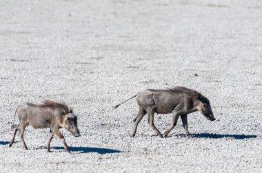 Etosha Tuz Tuzluğu 'ndaki Phacochoerus africanus adlı iki domuza yakın çekim. Etosha Milli Parkı, Namibya.