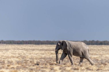 Afrika fili Loxodonta Afrika 'nın Namibya' daki Etosha Ulusal Parkı 'nın düzlüklerinde koşarken çekilmiş bir fotoğraf..