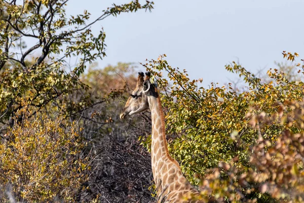 Anangola Giraffe Giraffa Giraffa Angolensis 在纳米比亚埃托沙国家公园的灌木丛中放牧 — 图库照片