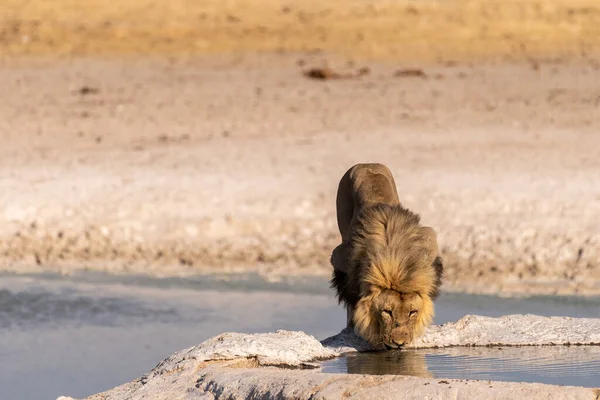 Close Male Lion Panthera Leo Drinking Waterhole Etosha National Park — 스톡 사진