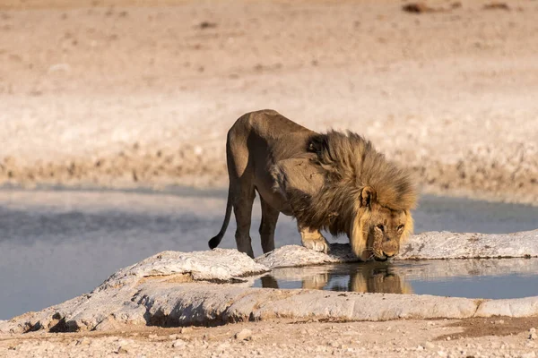 Close Male Lion Panthera Leo Drinking Waterhole Etosha National Park — Zdjęcie stockowe