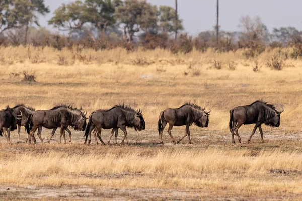 Telefoto Skott Flock Blå Gnuer Connochaetes Taurinus Promenader Slätterna Okavango — Stockfoto