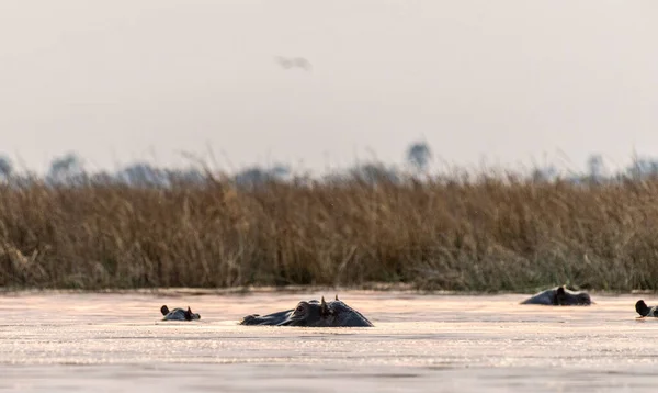Telefoto Hlavy Částečně Ponořeného Hrocha Hrocha Obojživelníka Neklidného Deltě Okavanga — Stock fotografie