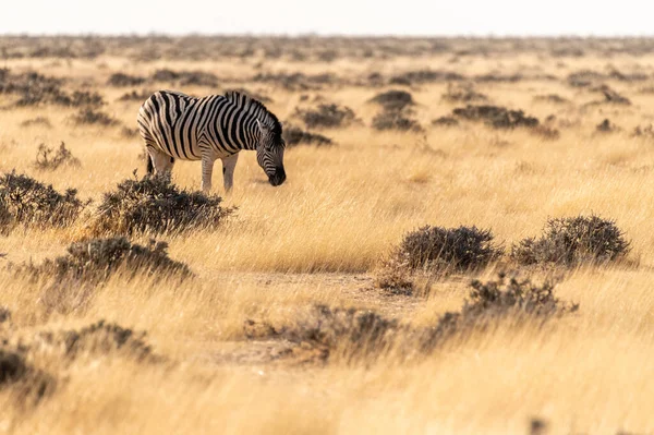 Τηλεφωτογραφία Ενός Μόνου Burchells Plains Zebra Equus Quagga Burchelli Που — Φωτογραφία Αρχείου