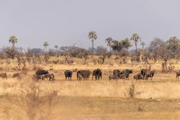 Telephoto Shot Herd Blue Wildebeest Connochaetes Taurinus Standing Okavango Delta — Foto de Stock
