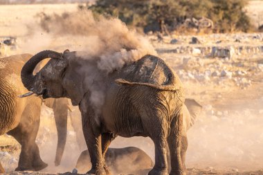 Bir grup pf fili, bir su birikintisinde banyo yaptıktan sonra kendilerini pisliğe buladı. Etosha Milli Parkı, Namibya.