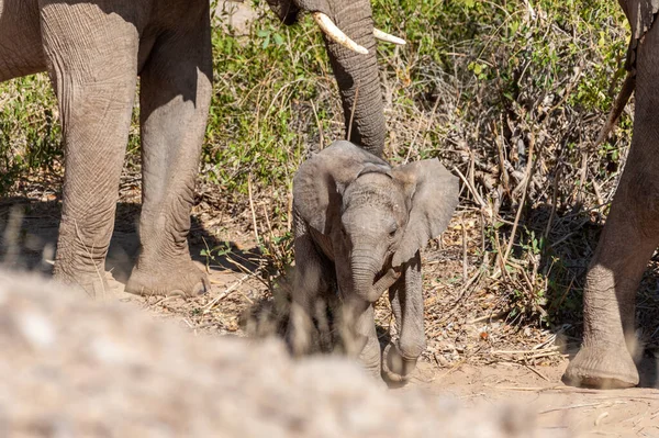 Telefoto Elefante Del Deserto Con Vitello Nel Nord Della Namibia — Foto Stock