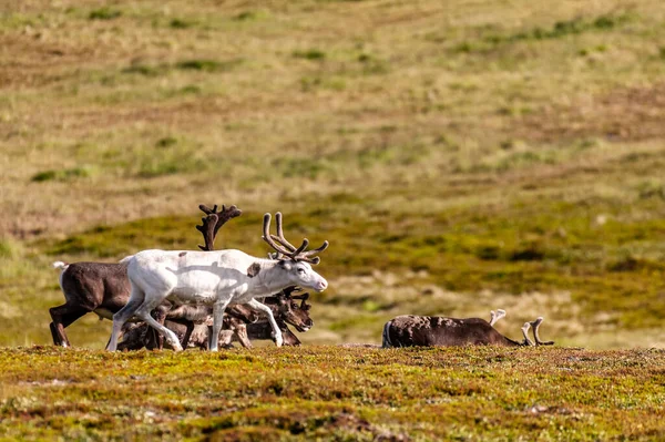 Telephot Shot Group Running Reindeer Northern Norway — Zdjęcie stockowe