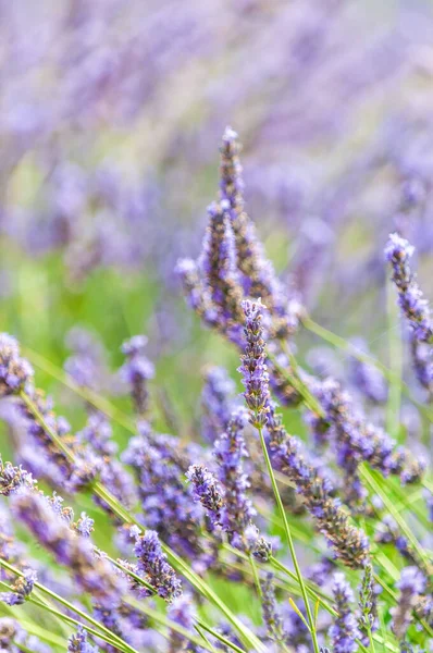 Lavendel Bloem Detail Een Veld Het Zuiden Frankrijk Herkomst — Stockfoto