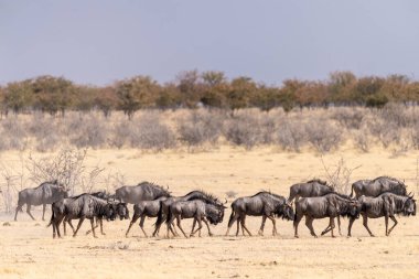 Bir mavi antilop sürüsü - Connochaetes taurinus - Etosha düzlüklerinde yürüyor. Etosha Milli Parkı, Namibya.