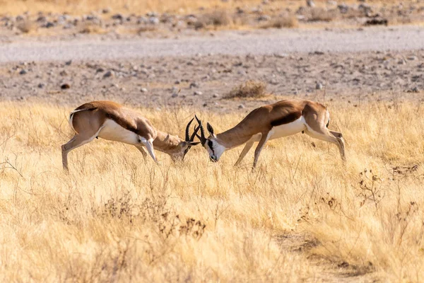 Telephoto Shot Two Impalas Aepyceros Melampus Engaging Head Head Fight — 图库照片