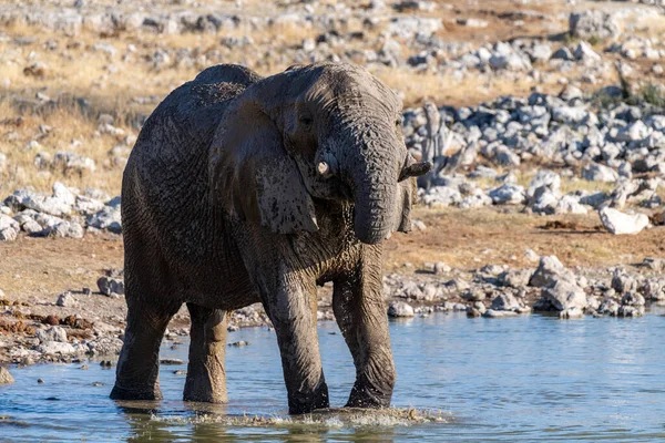Telephoto shot of one African Elephant -Loxodonta Africana- drinking from a waterhole in Etosha National Park, Namibia.