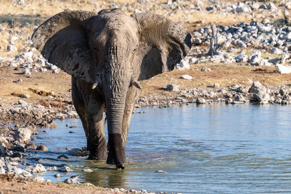 Telephoto Shot One African Elephant Loxodonta Africana Drinking Waterhole Etosha — Foto de Stock