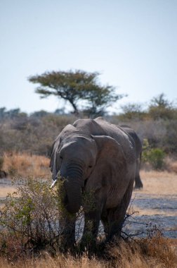 Yetişkin bir Afrika Çöl Fili olan Loxodonta Afrikana Namibya 'daki Etosha Ulusal Parkı ovalarında otluyor..