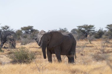 Afrika fili Loxodonta Afrika 'nın Namibya' daki Etosha Ulusal Parkı 'nın düzlüklerinde otlayan dev bir filin telefon çekimi..