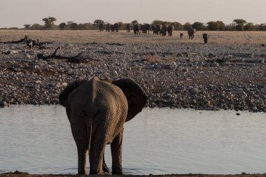 A herd of African Elephant -Loxodonta Africana- taking a bath in a waterhole in Etosha national Park.